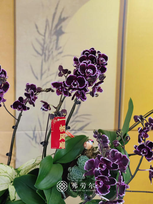 JT一帆风顺 商品图1