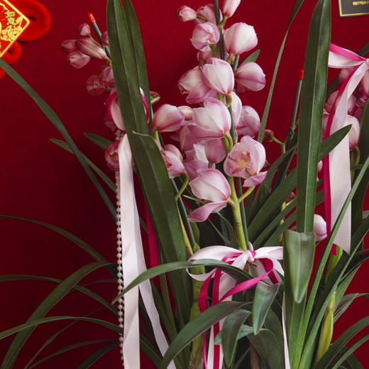 中号粉色大花蕙兰盆栽 商品图5