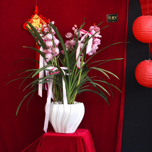 中号粉色大花蕙兰盆栽 商品图2