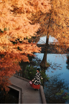 闪照第19期 枫中漫步