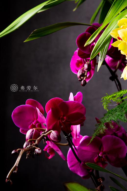 富贵好运来 商品图3