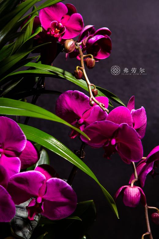 瑞蛇迎新春 商品图3