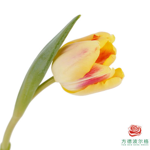 【单瓣郁金香】 假日 10枝一扎 商品图0