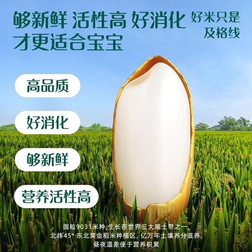 258g英氏首尝亲衡加铁营养米粉罐装 商品图4