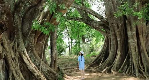 户外@【世界佤乡|秘境沧源】哀牢山-沧源-景迈山-版纳 8天 商品图0