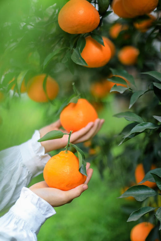 晓橘春见耙耙柑，✅清甜爽口✅细腻多汁！
✅鱼子酱一样的果粒
✅无核好剥皮一口气几个不带停
✅好吃不上火比金嗓子喉宝更润喉
✅自然成熟不打甜蜜素9甜一酸风味浓郁，毛重8斤/箱 商品图2