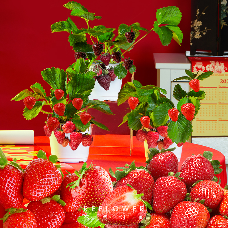 草莓盆栽3盆（品种：红颜+黑珍珠+香野）｜新客福利