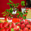 草莓盆栽3盆（品种：红颜+黑珍珠+香野）｜新客福利 商品缩略图0
