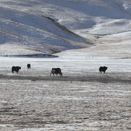 黄河图 黄河流域手艺人和他们的家乡 罗易成 著 三联书店 商品图3