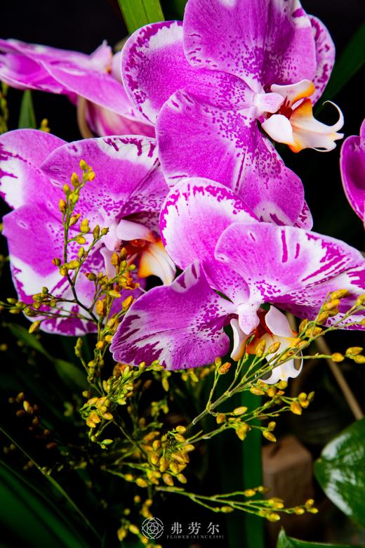 新年好彩头 商品图5