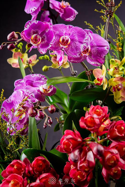 新年好彩头 商品图2