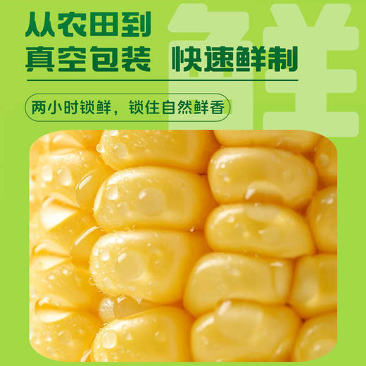 隆王府-糯玉米礼盒220g±10g/穗*10穗 商品图2