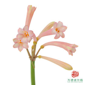 垂筒花-粉色 10枝/扎