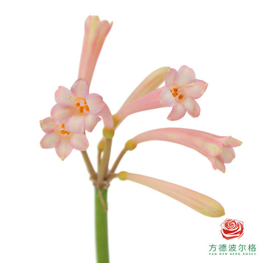 垂筒花-粉色 10枝/扎 商品图0