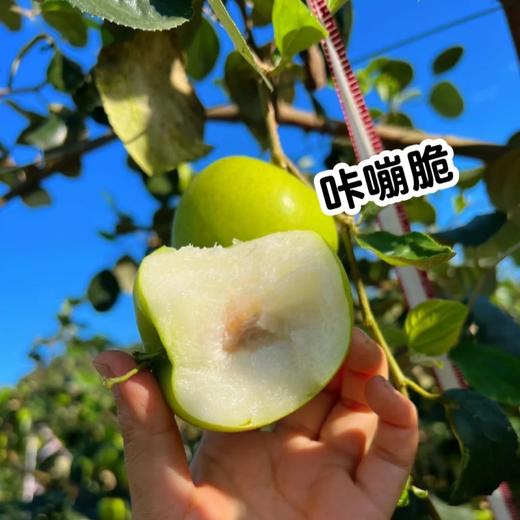 云南版纳蜜罐苹果枣，开年口感水分甜度都特好！中小果仅秒400件！ 商品图3
