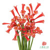 垂筒花-红色10枝一扎 商品缩略图2