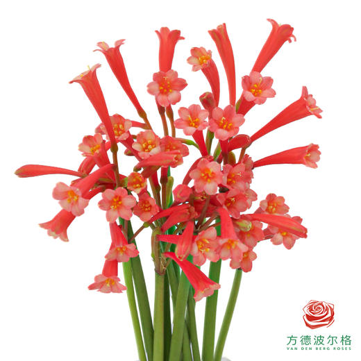 垂筒花-红色10枝一扎 商品图2