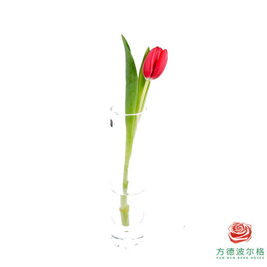 【单瓣郁金香】 夜歌 10枝一扎 商品图3