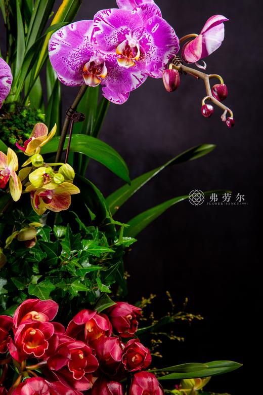 新年好彩头 商品图3