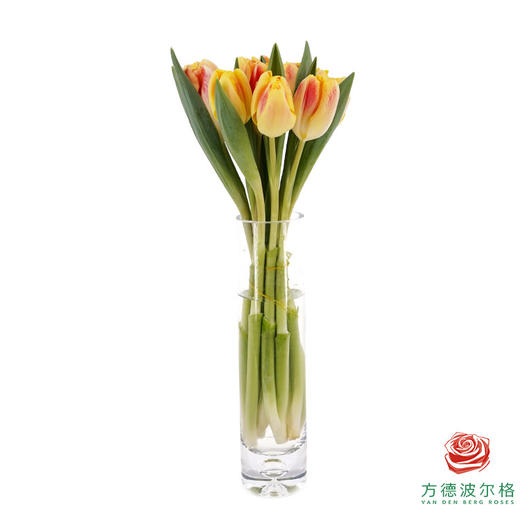 【单瓣郁金香】 假日 10枝一扎 商品图3