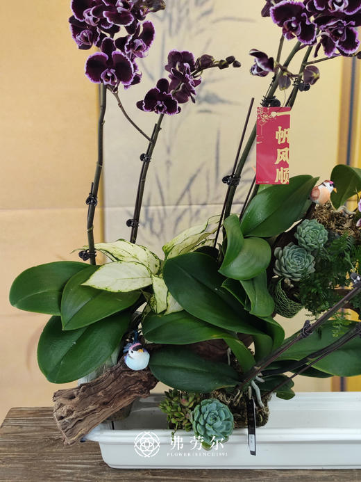 JT一帆风顺 商品图2