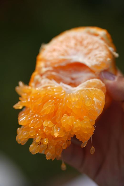 上新特价！原生态板果粒橙！【春见耙耙柑】自然成熟糖度15+起，一口下去满嘴biu汁，超爽超过瘾！ 商品图7