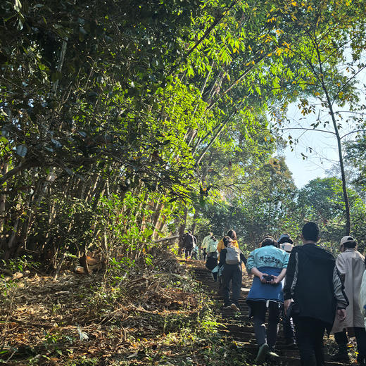 【云南·景迈山】导游服务，带你走进布朗族古寨、千年茶林、世居古老民族 商品图2