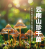 云南保山特产干货（羊肚菌、鹿茸菇、鸡油菌、竹荪、姬松茸）多种规格 商品缩略图0