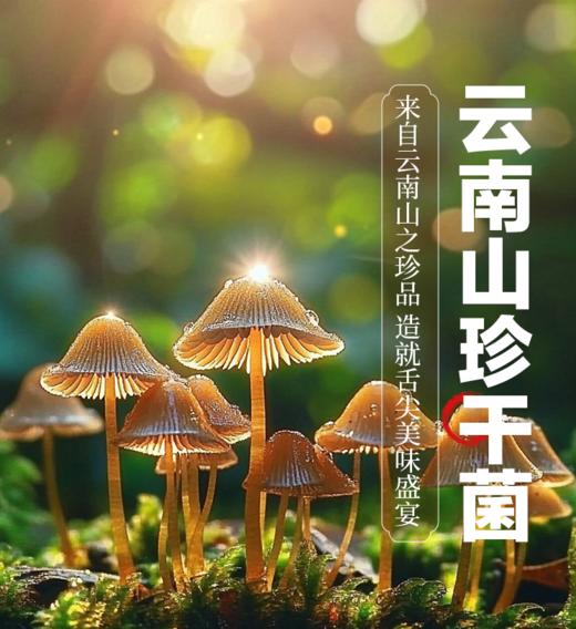 云南保山特产干货（羊肚菌、鹿茸菇、鸡油菌、竹荪、姬松茸）多种规格 商品图0