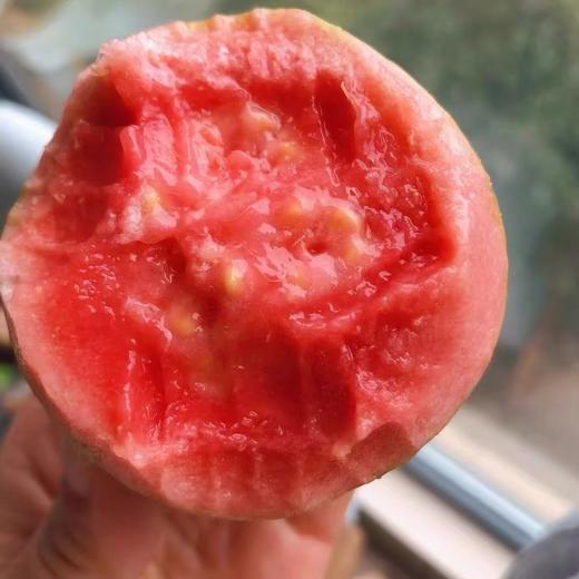 观海听涛长在树上的布丁【黄金奶油芭乐】【红心芭乐】来自福建漳州盐碱地种植  树熟品种 冰淇淋质感 芳香软糯；低糖低卡高VC无负担，适合爱美女士，软糯冰淇淋口感老人小孩都能吃（5斤装） 商品图13