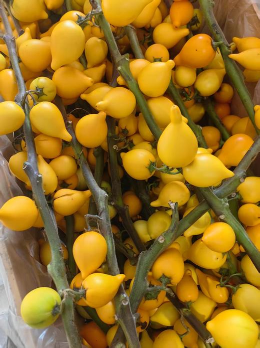 黄金果五代果万两果五代同堂一支 商品图0