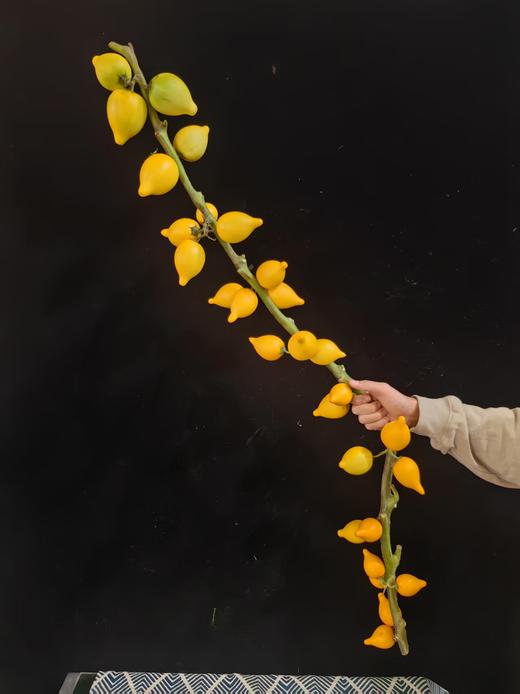 黄金果五代果万两果五代同堂一支 商品图4