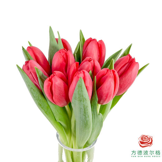 【单瓣郁金香】 夜歌 10枝一扎 商品图2