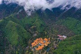 【西天目山大树王国】探秘江南奇山中的大树王国！