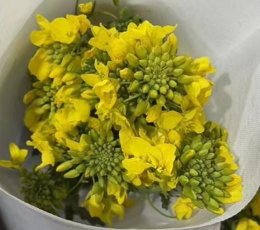 配花 | 油菜花 商品图0