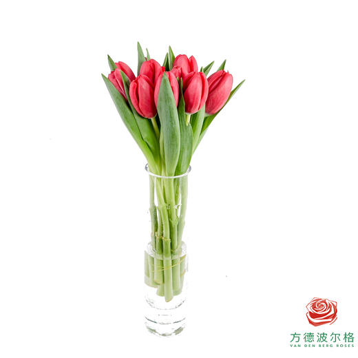 【单瓣郁金香】 夜歌 10枝一扎 商品图4