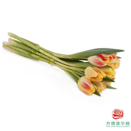 【单瓣郁金香】 假日 10枝一扎 商品图5