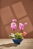 蝴蝶兰/MXY蓝268 商品缩略图0