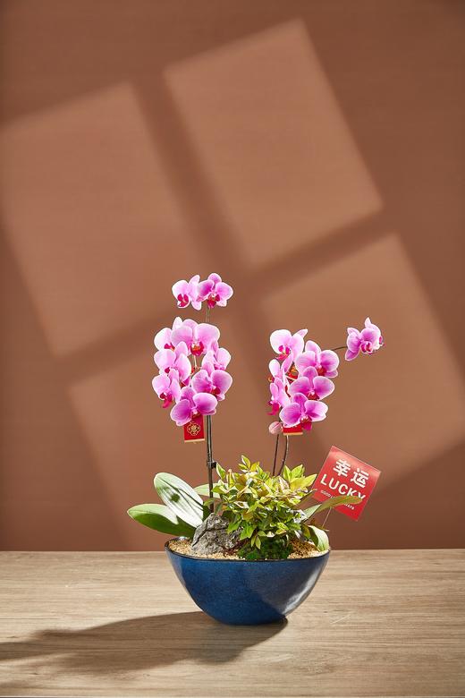 蝴蝶兰/MXY蓝268 商品图0