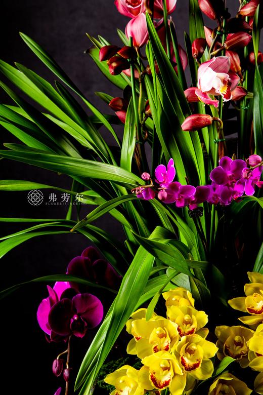 富贵好运来 商品图2