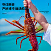 澳洲龙虾（岩龙虾）1198型礼盒 800克 原产地澳大利亚 烹饪百搭 MSC认证品质无忧 虾中贵族 商品缩略图3