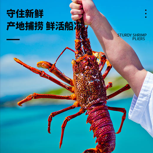 澳洲龙虾（岩龙虾）1198型礼盒 800克 原产地澳大利亚 烹饪百搭 MSC认证品质无忧 虾中贵族 商品图3