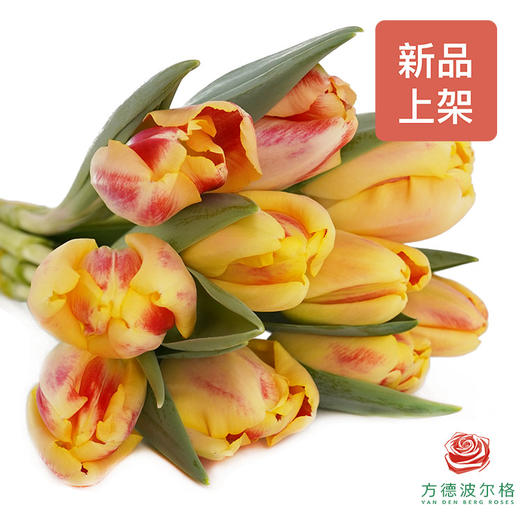 【单瓣郁金香】 假日 10枝一扎 商品图1