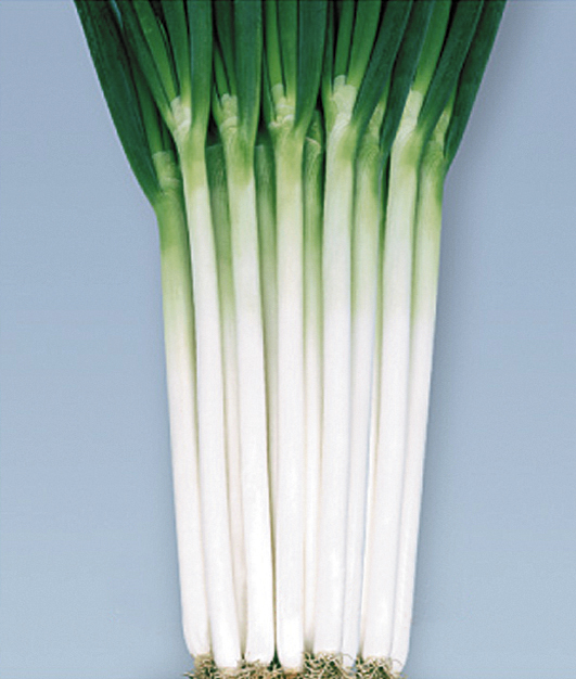 [专业种子] “夏星一本”大葱种子