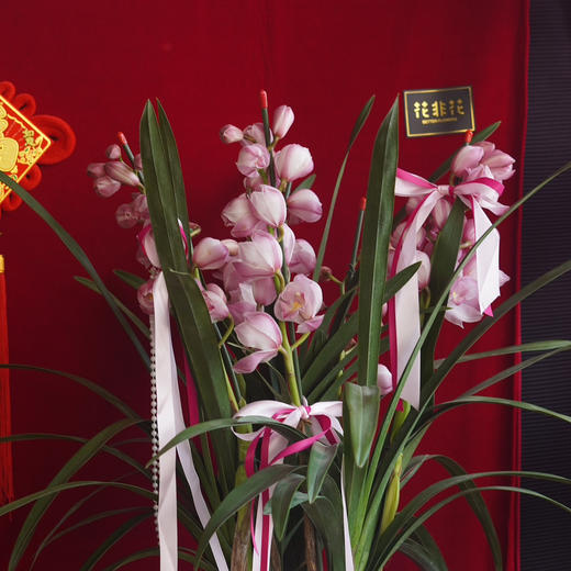 中号粉色大花蕙兰盆栽 商品图3