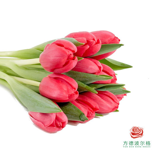 【单瓣郁金香】 夜歌 10枝一扎 商品图1