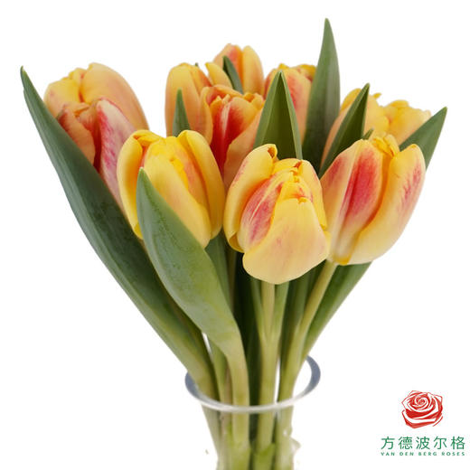 【单瓣郁金香】 假日 10枝一扎 商品图2