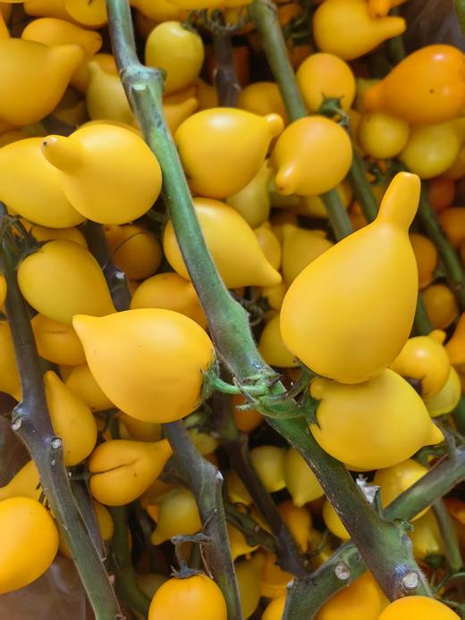 黄金果五代果万两果五代同堂一支 商品图5