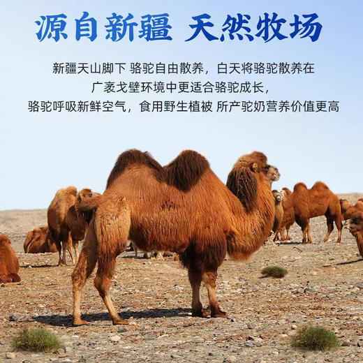 驼能量初乳配方驼奶粉   300克/罐（买一送一） 商品图2