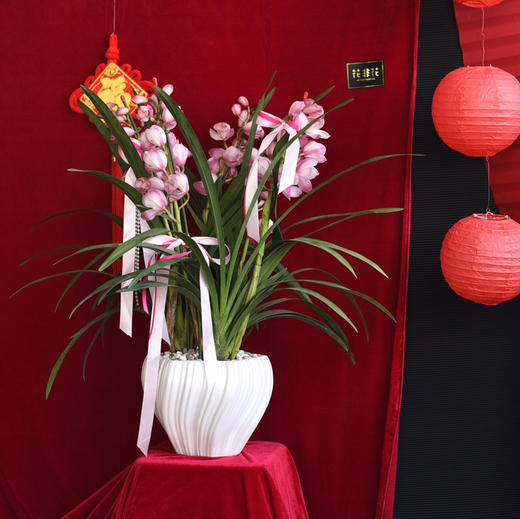 中号粉色大花蕙兰盆栽 商品图4